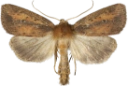 Smalringrørfly.