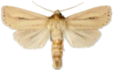 Piggknopprørfly.