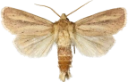 Piggknopprørfly.