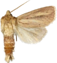 Piggknopprørfly.