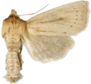 Irisrørfly.