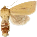 Irisrørfly.