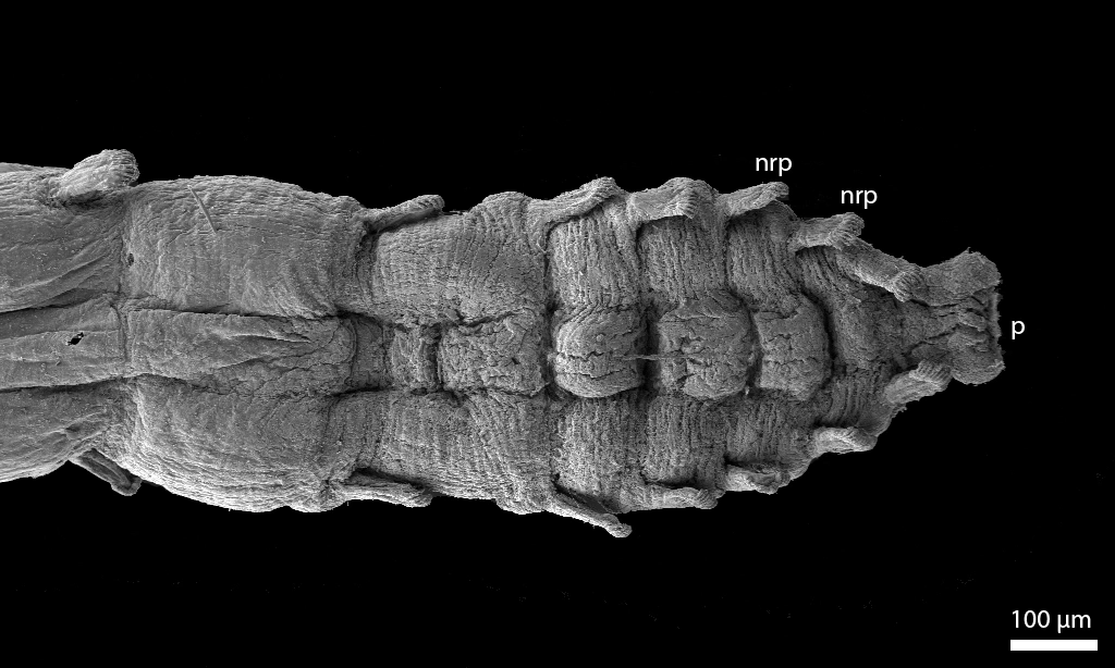 Flerbørstemarker: Anobothrus gracilis.