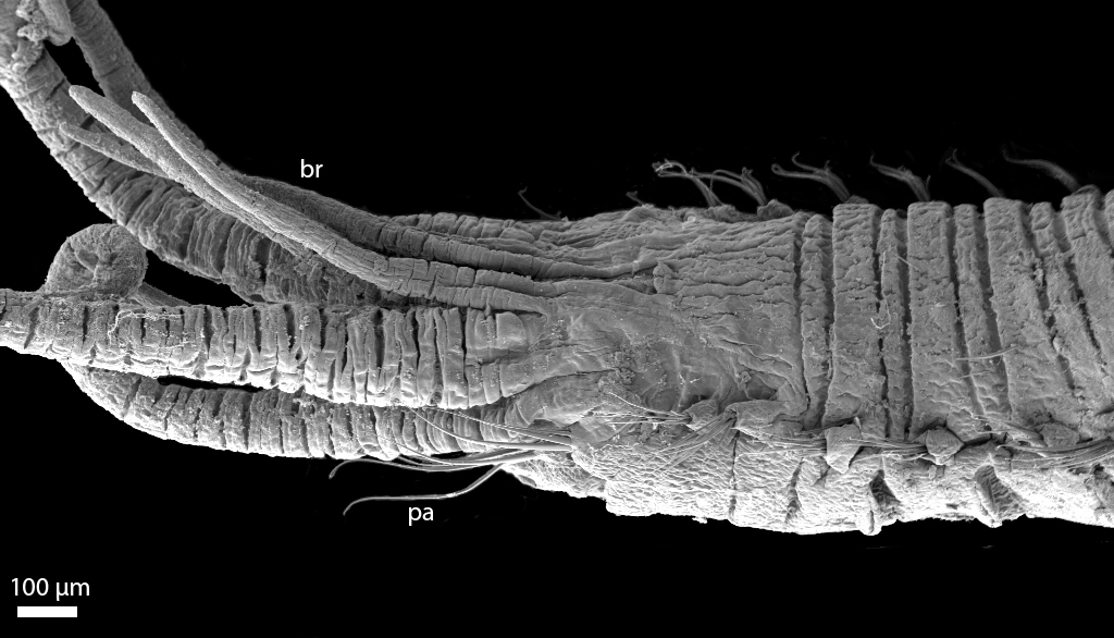 Leddormer: Anobothrus gracilis.