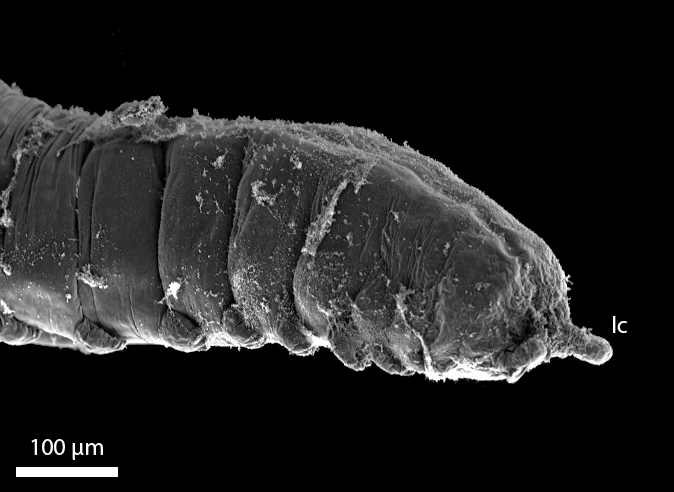 Leddormer: Sosane sulcata.