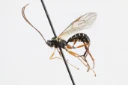 Stilkvepser: Phytodietus gelitorius.