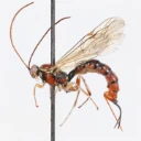 Stilkvepser: Tromatobia lineatoria.