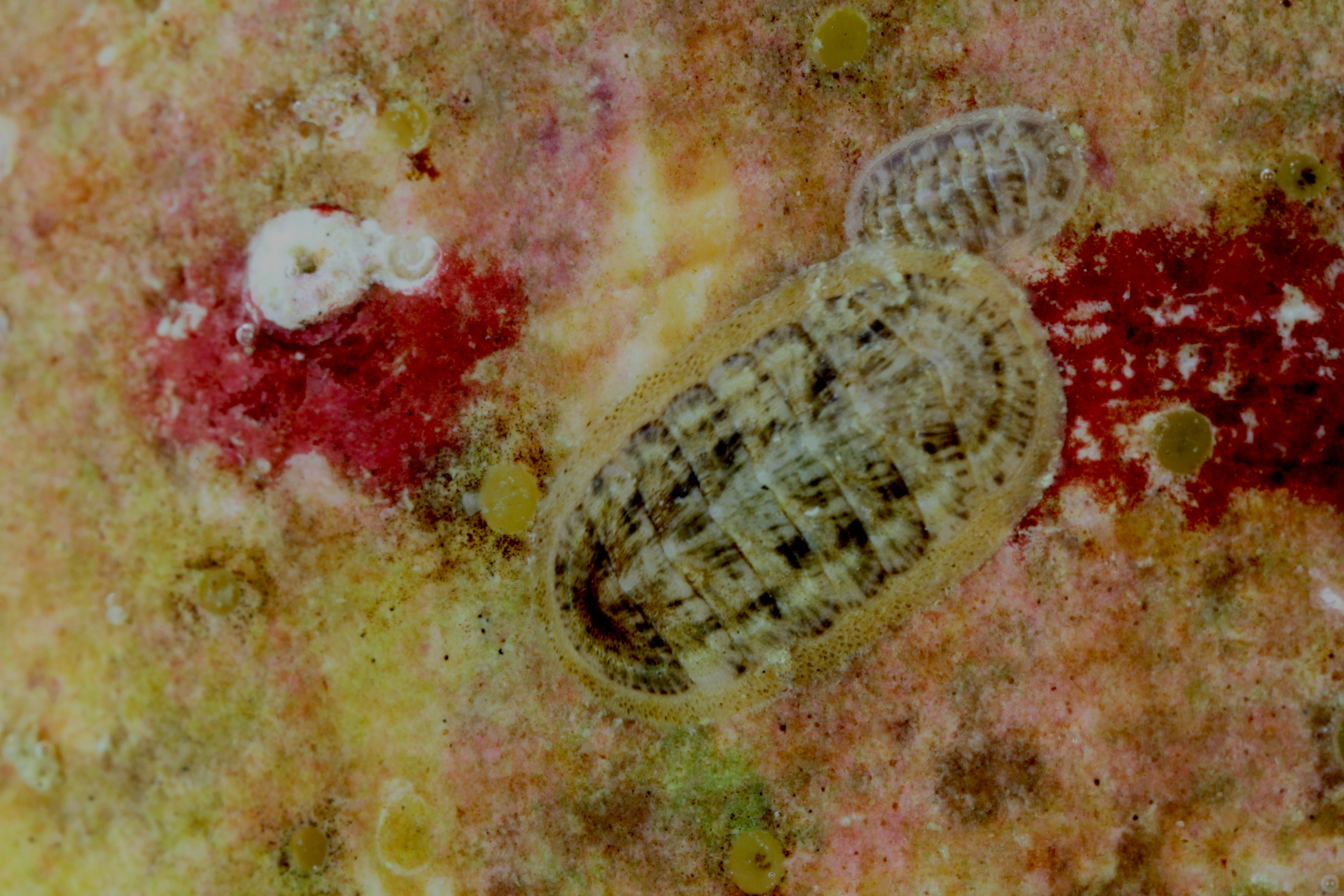 Leddsnegler: Leptochiton asellus.