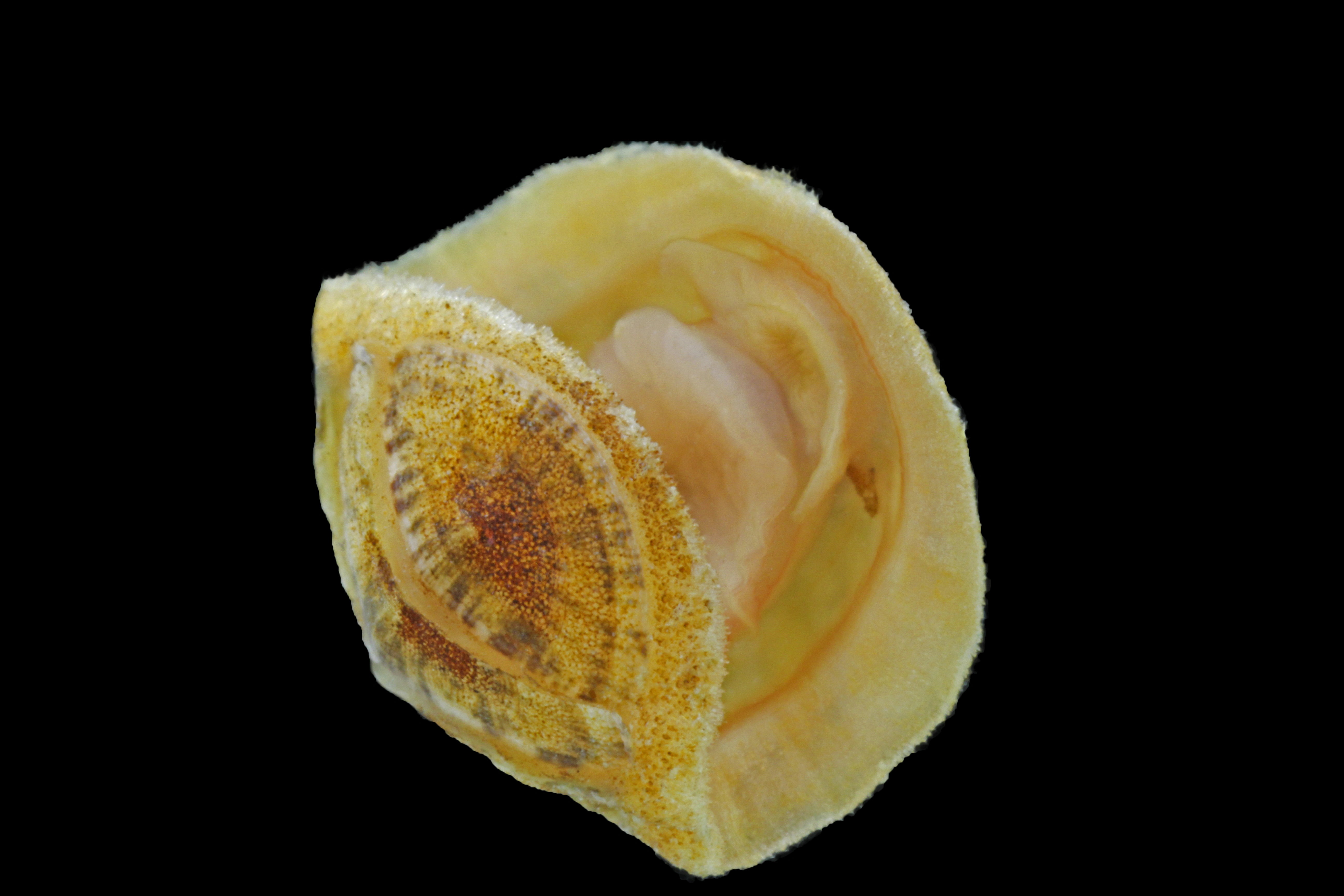 Leddsnegler: Leptochiton asellus.