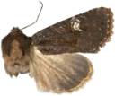 Større gressengfly.