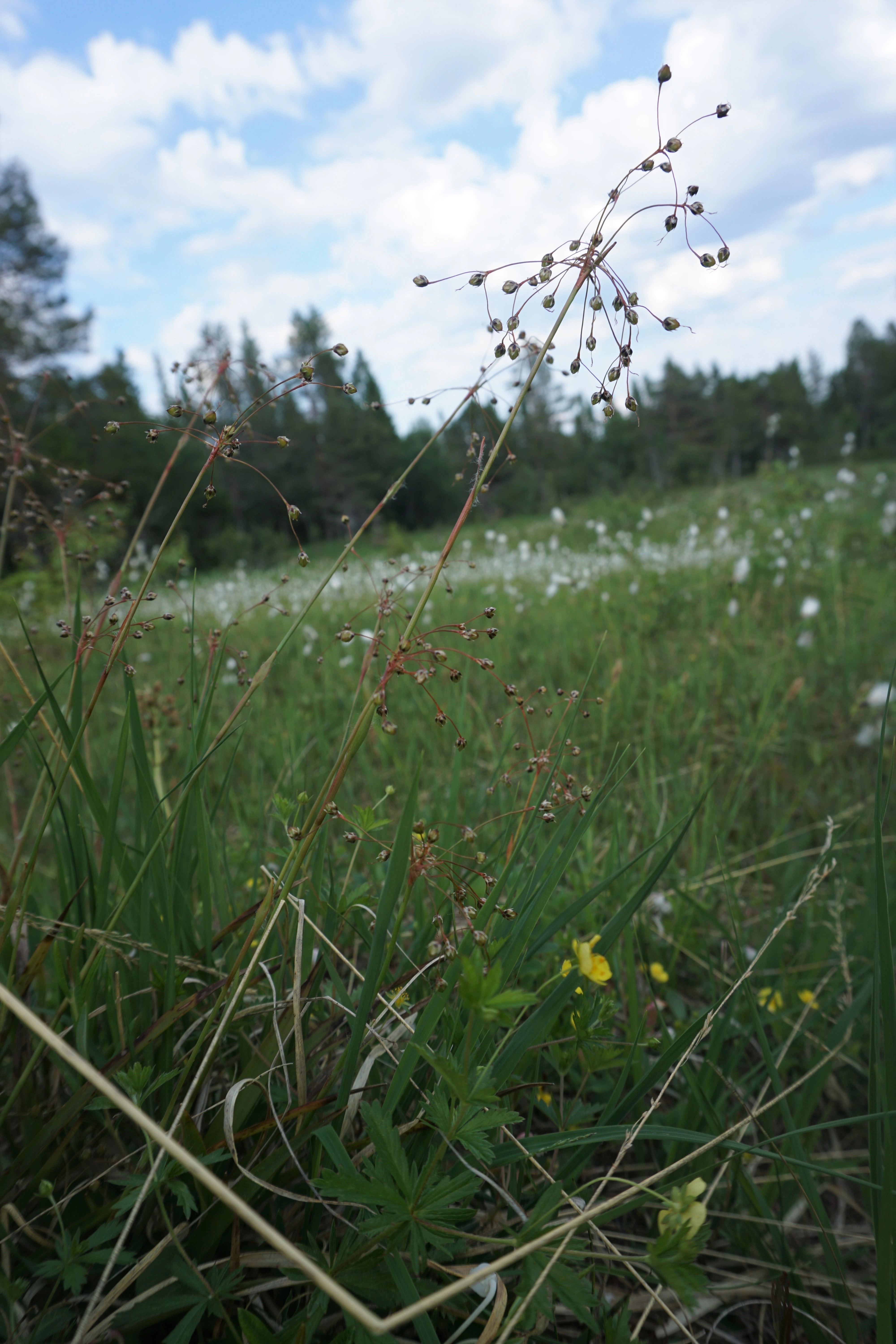 Hårfrytle.