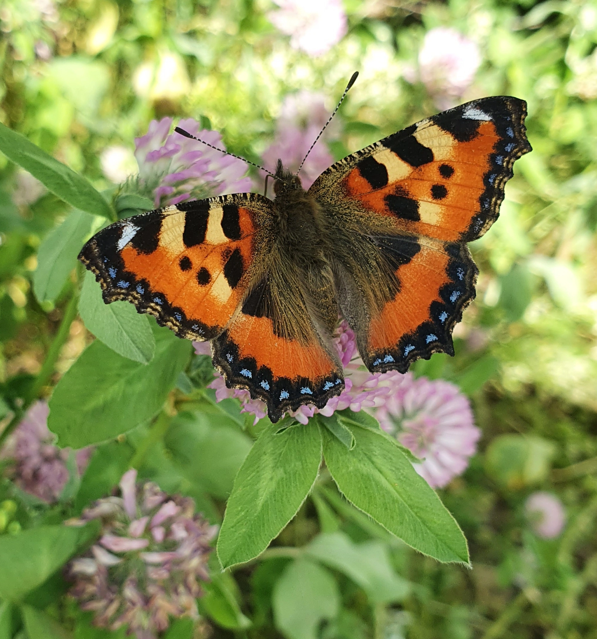 Neslesommerfugl.