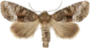 Nattfly: Oligia versicolor.