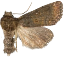 Nattfly: Oligia versicolor.