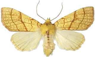 lindegulfly