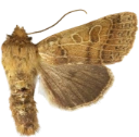 Glanshøstfly.