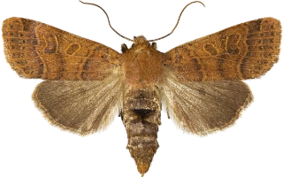 glanshøstfly