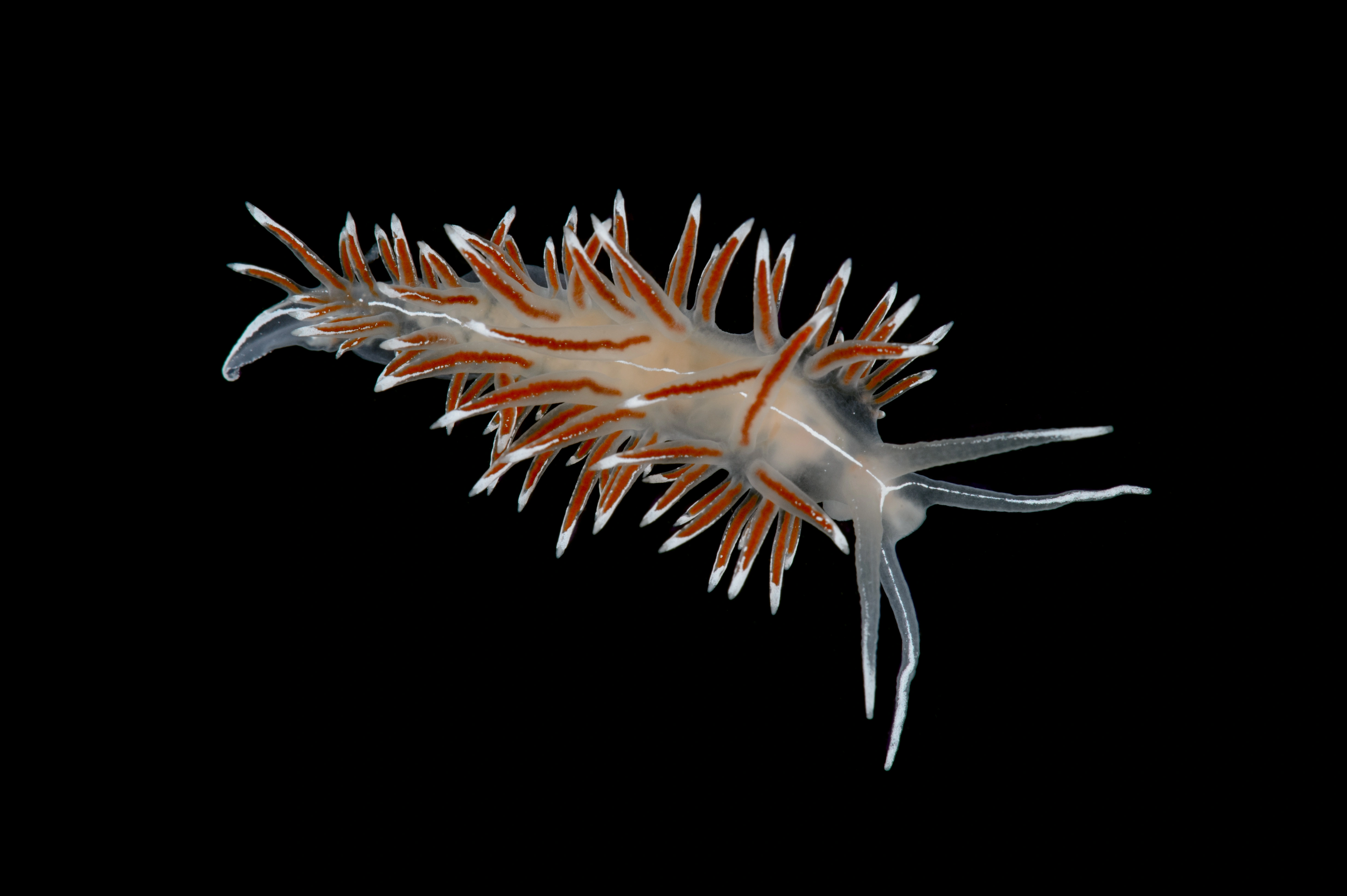 Snegler: Coryphella lineata.