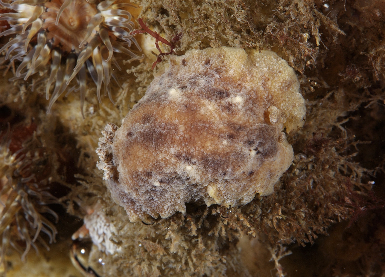 Snegler: Geitodoris planata.