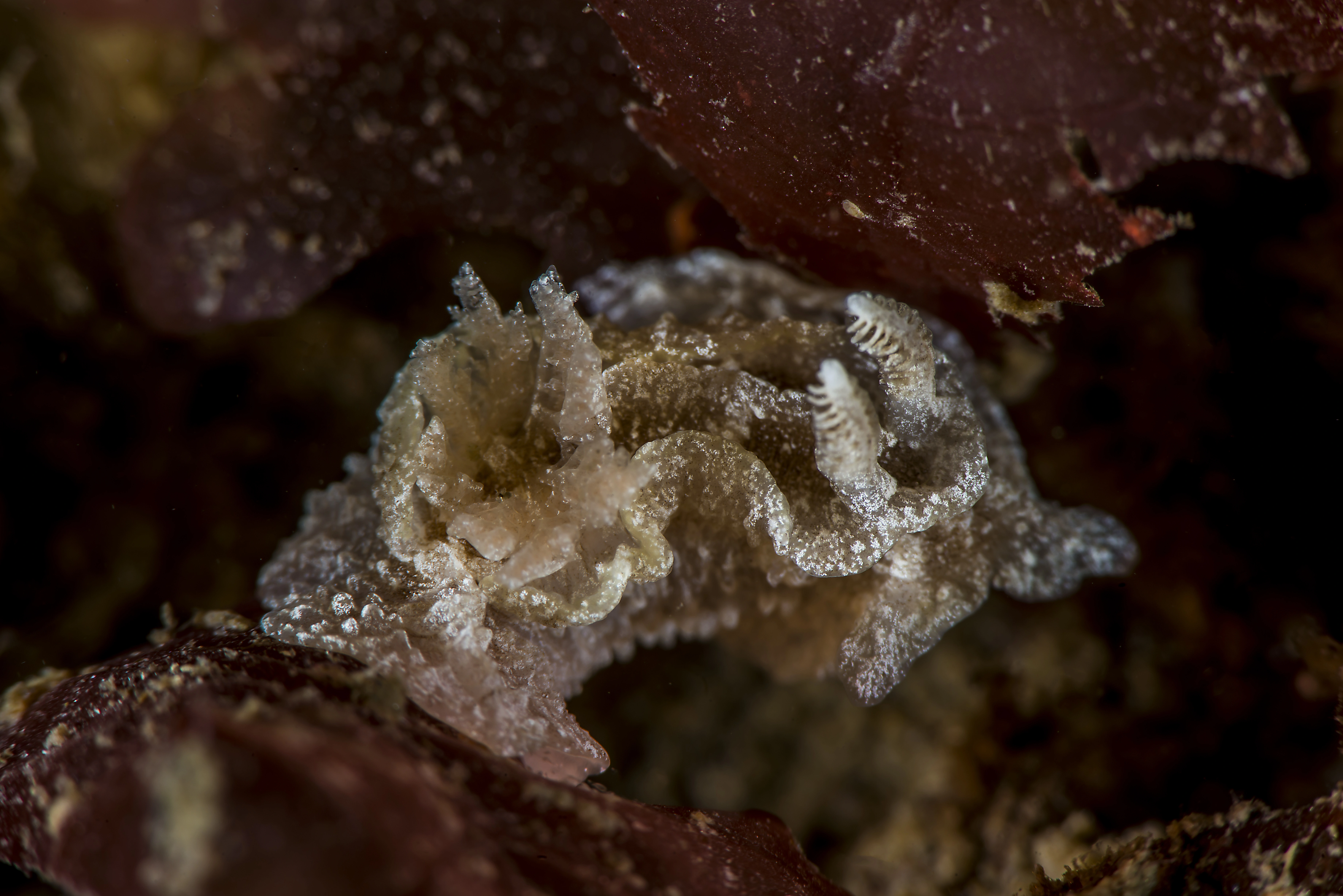 Snegler: Goniodoris castanea.