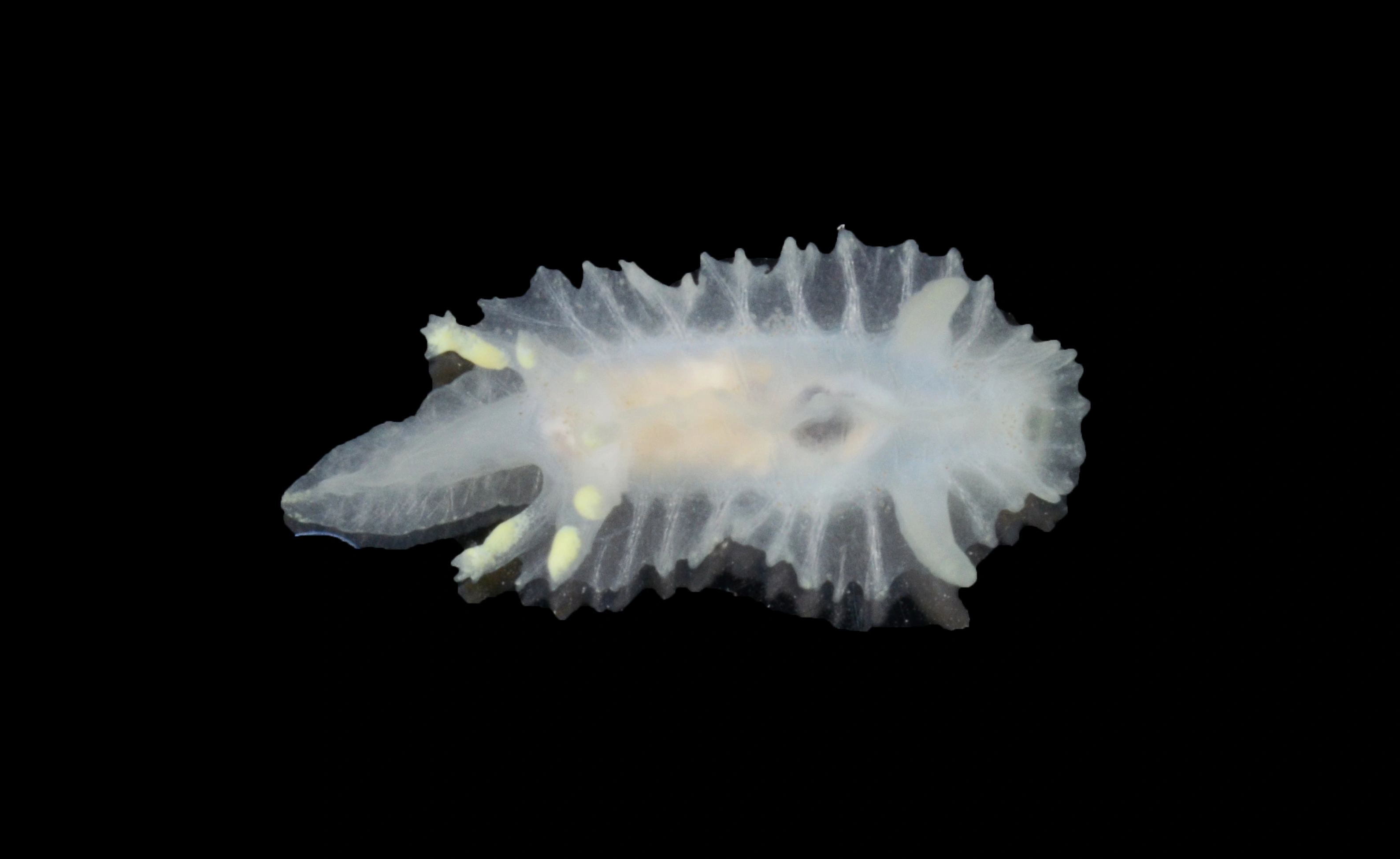 Snegler: Lophodoris danielsseni.