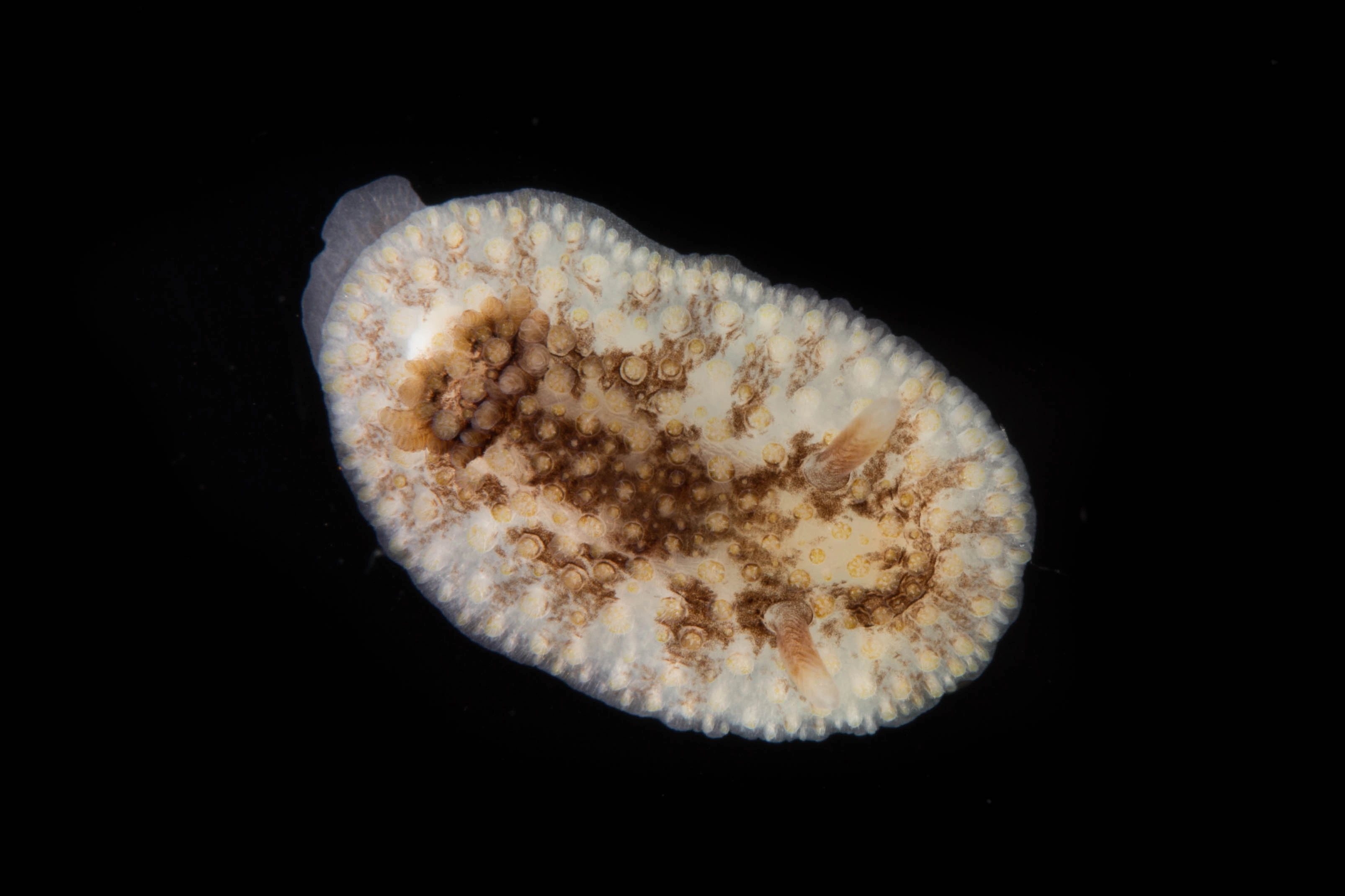 Snegler: Onchidoris bilamellata.