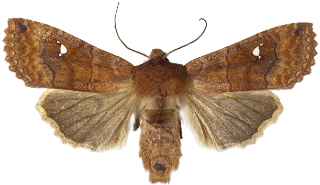 bølgefly