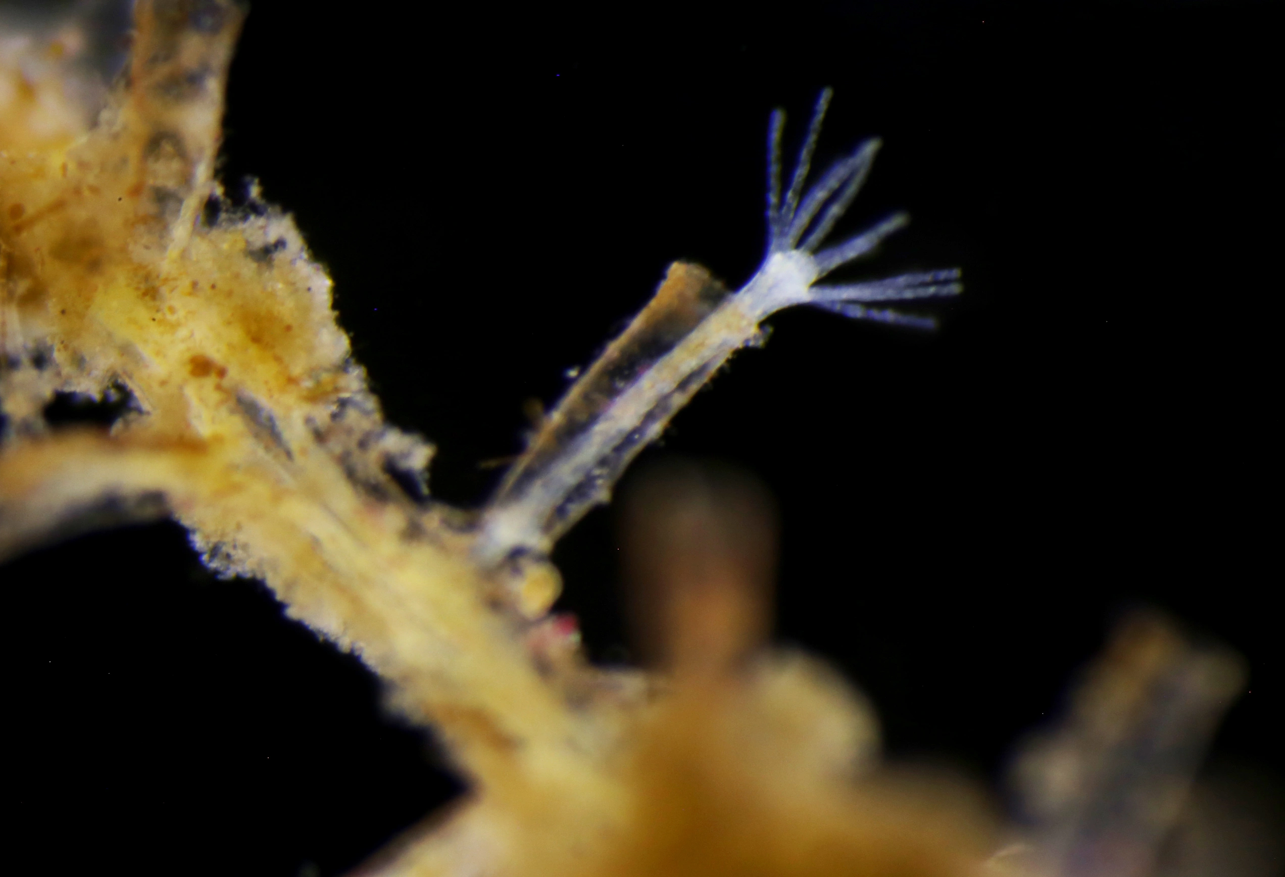 Hydrozoer: Lafoea dumosa.