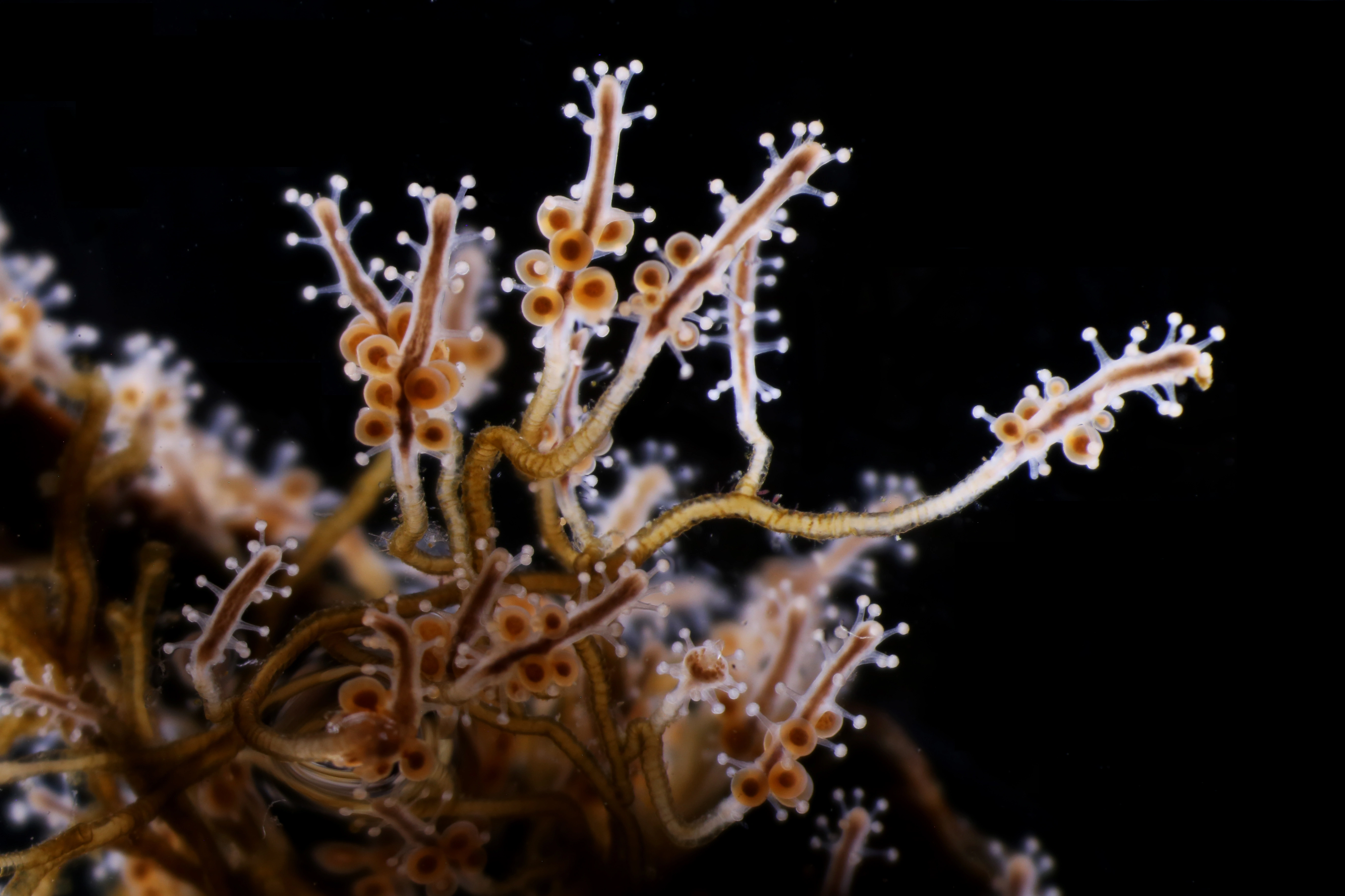 Hydrozoer: Coryne pusilla.