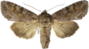 Vinkelhakefly.