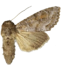 Vinkelhakefly.