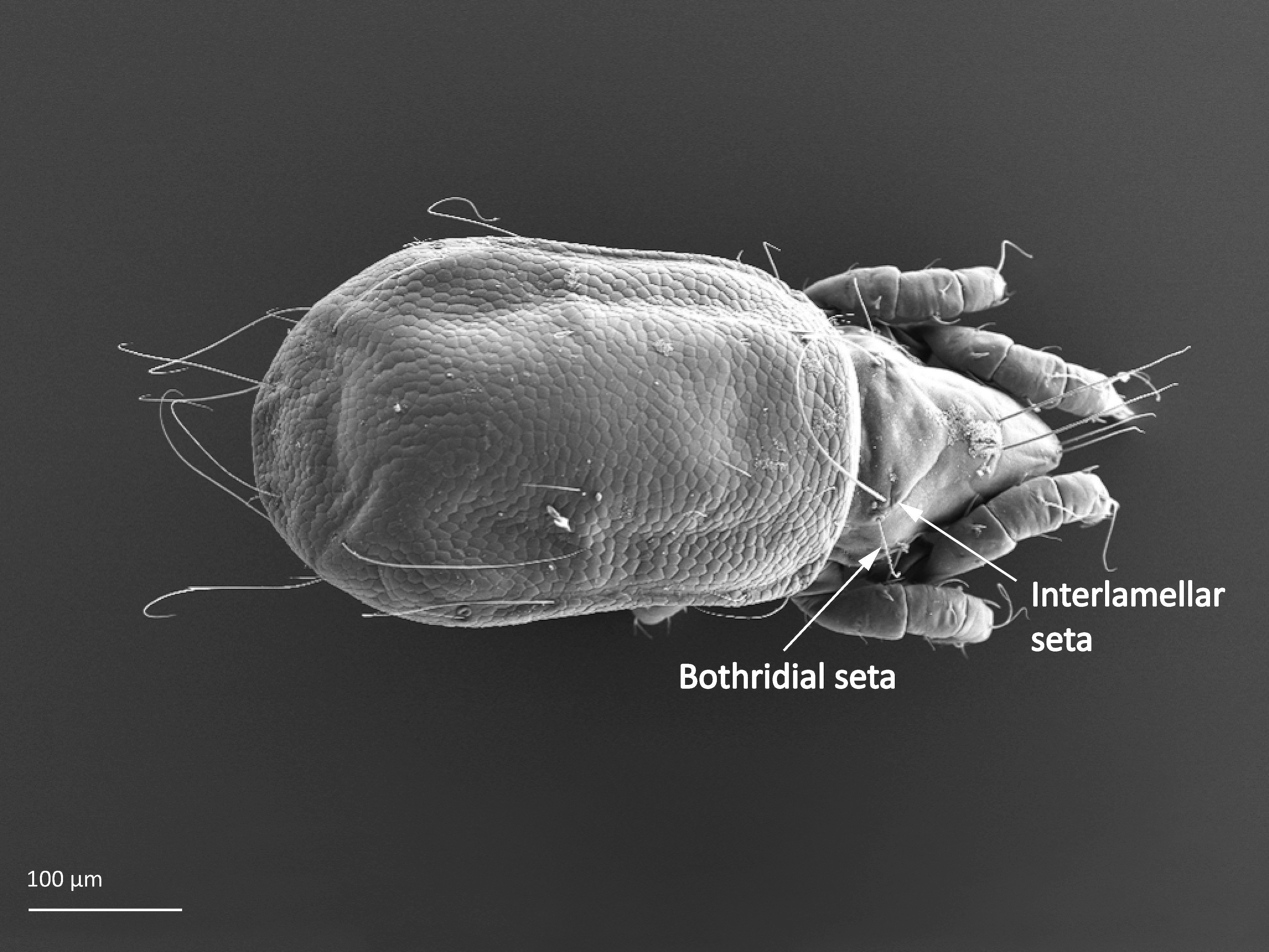 Midd: Mucronothrus nasalis.