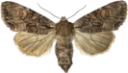 Busklundfly.