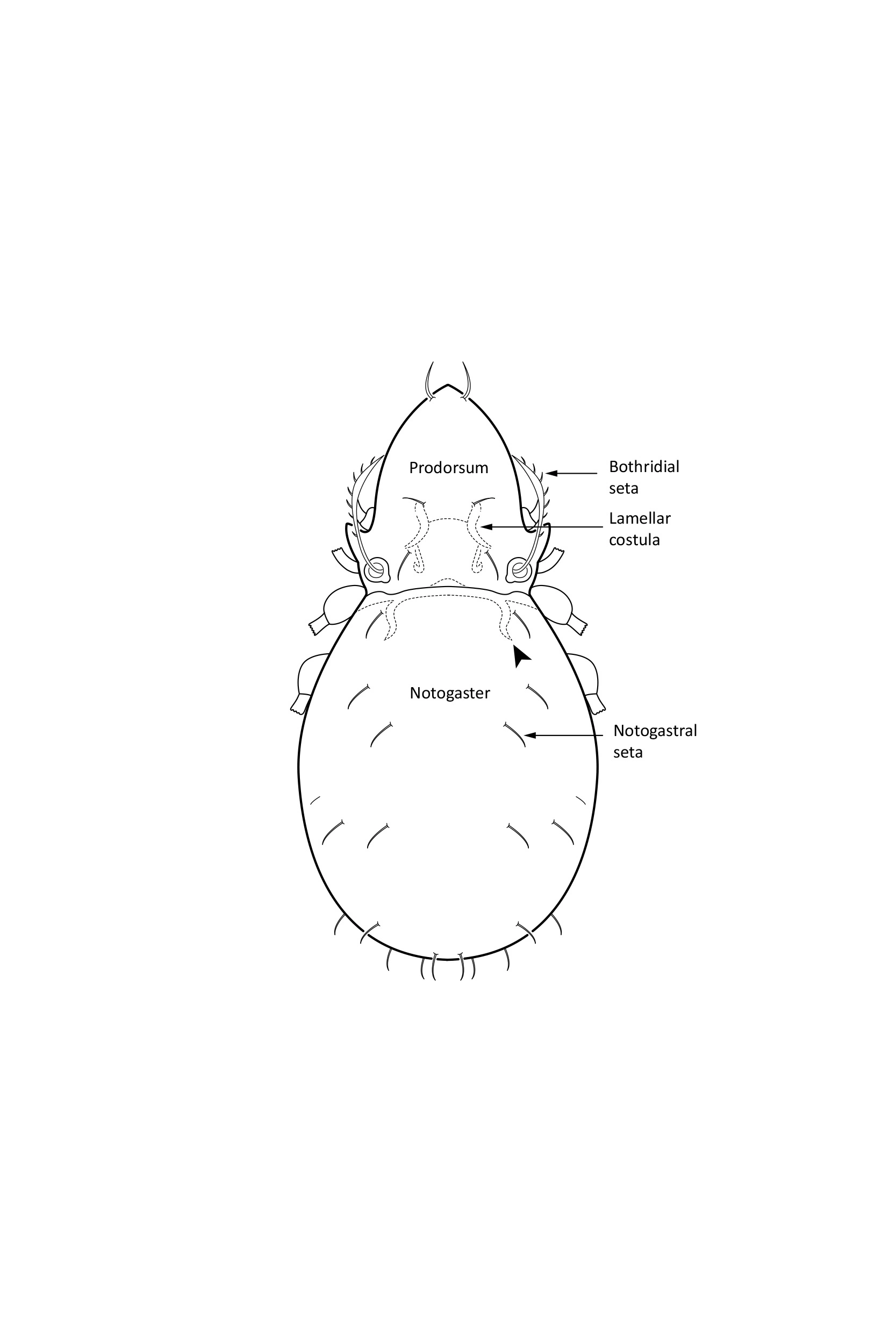 Midd: Oppiella nova.