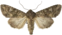 Kålfly.