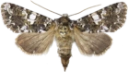 Hvitflekknellikfly.