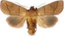 Båndgressfly.