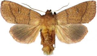 båndgressfly