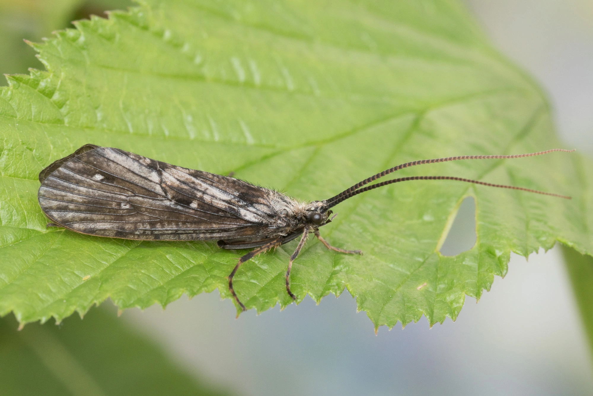 Vårfluer: Phryganea bipunctata.