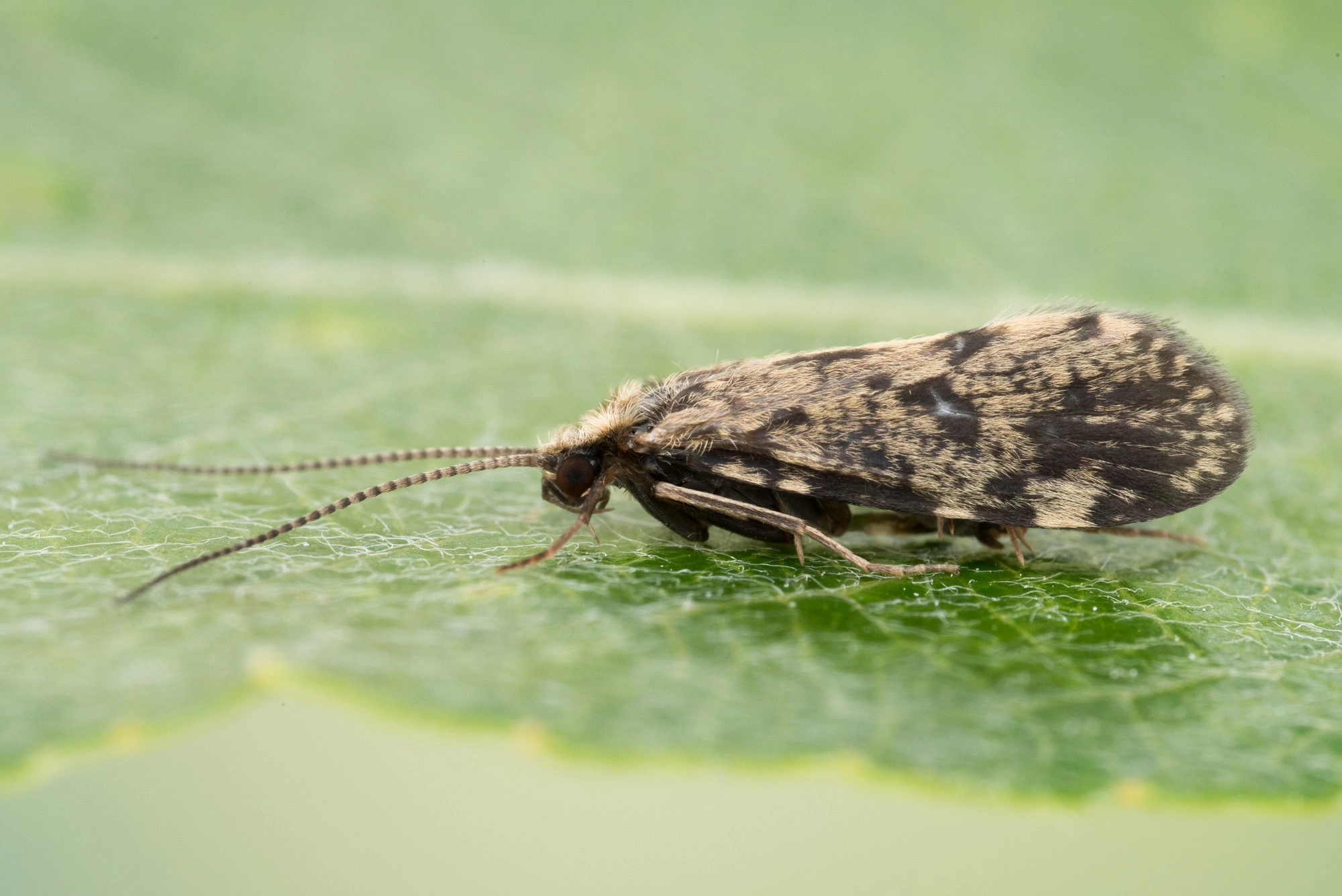 Vårfluer: Polycentropus flavomaculatus.