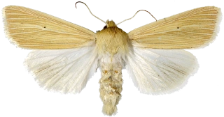 halmgult gressfly