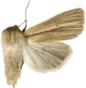 Brungult gressfly.