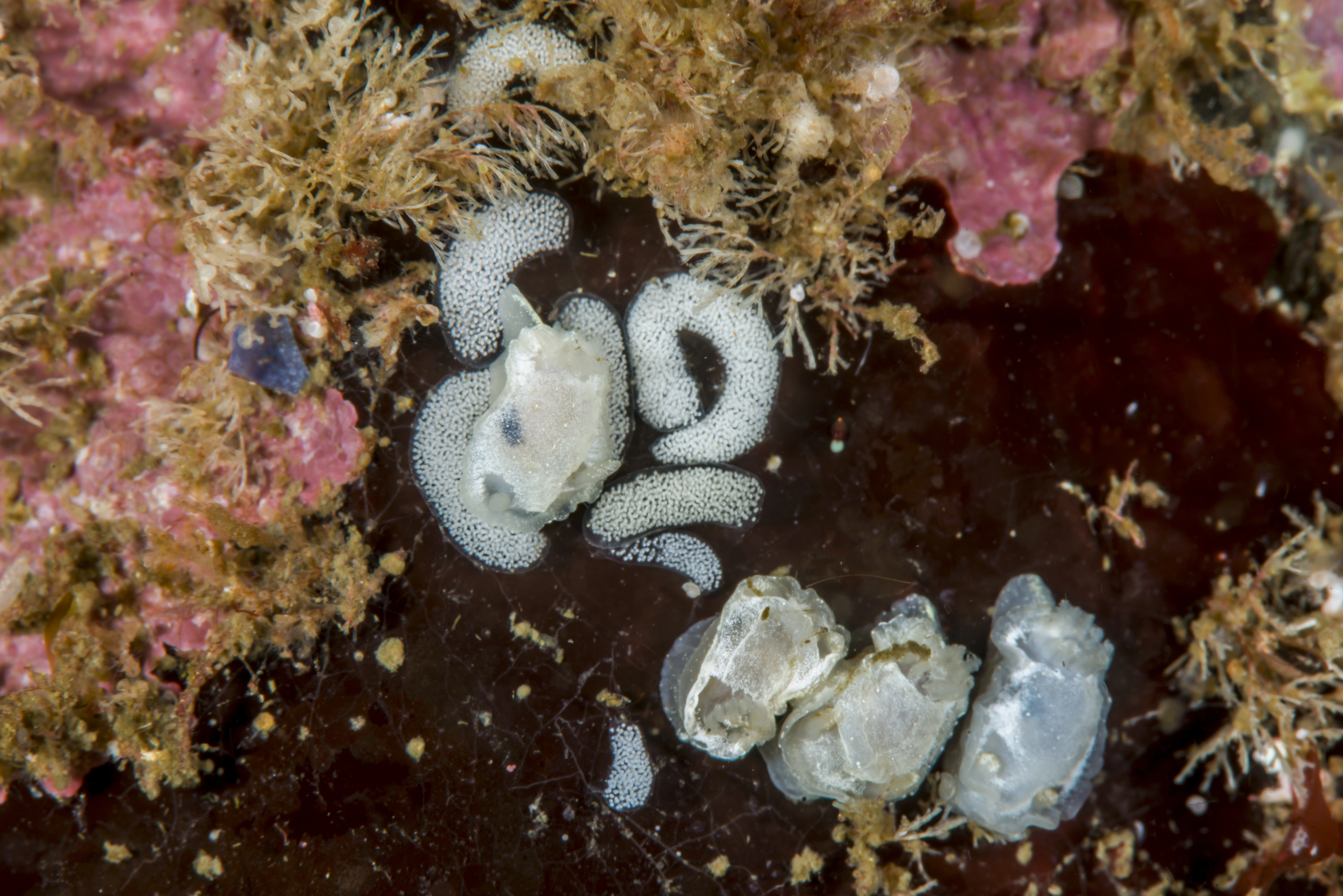 Snegler: Goniodoris nodosa.