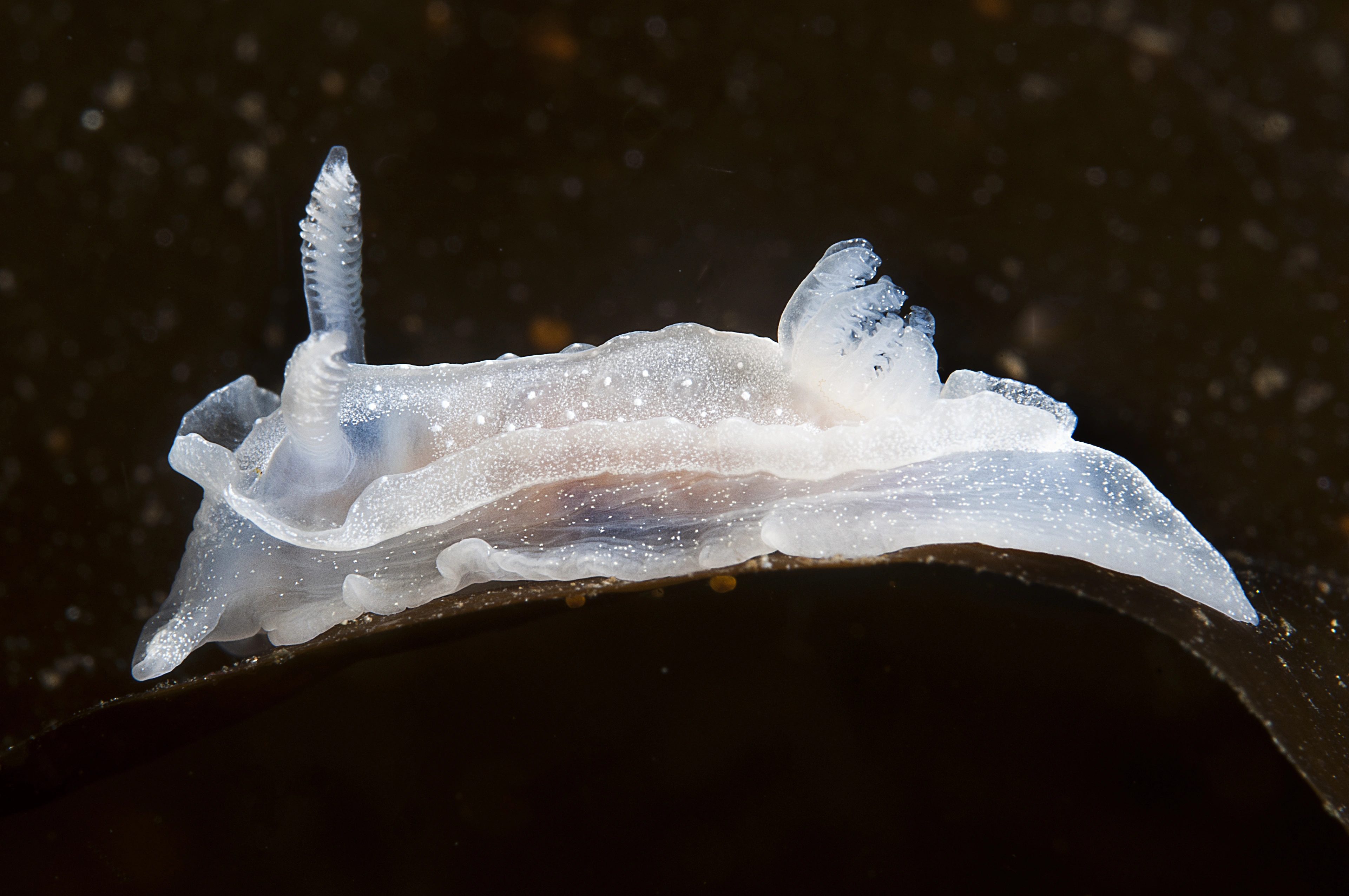 Nakensnegler: Goniodoris nodosa.