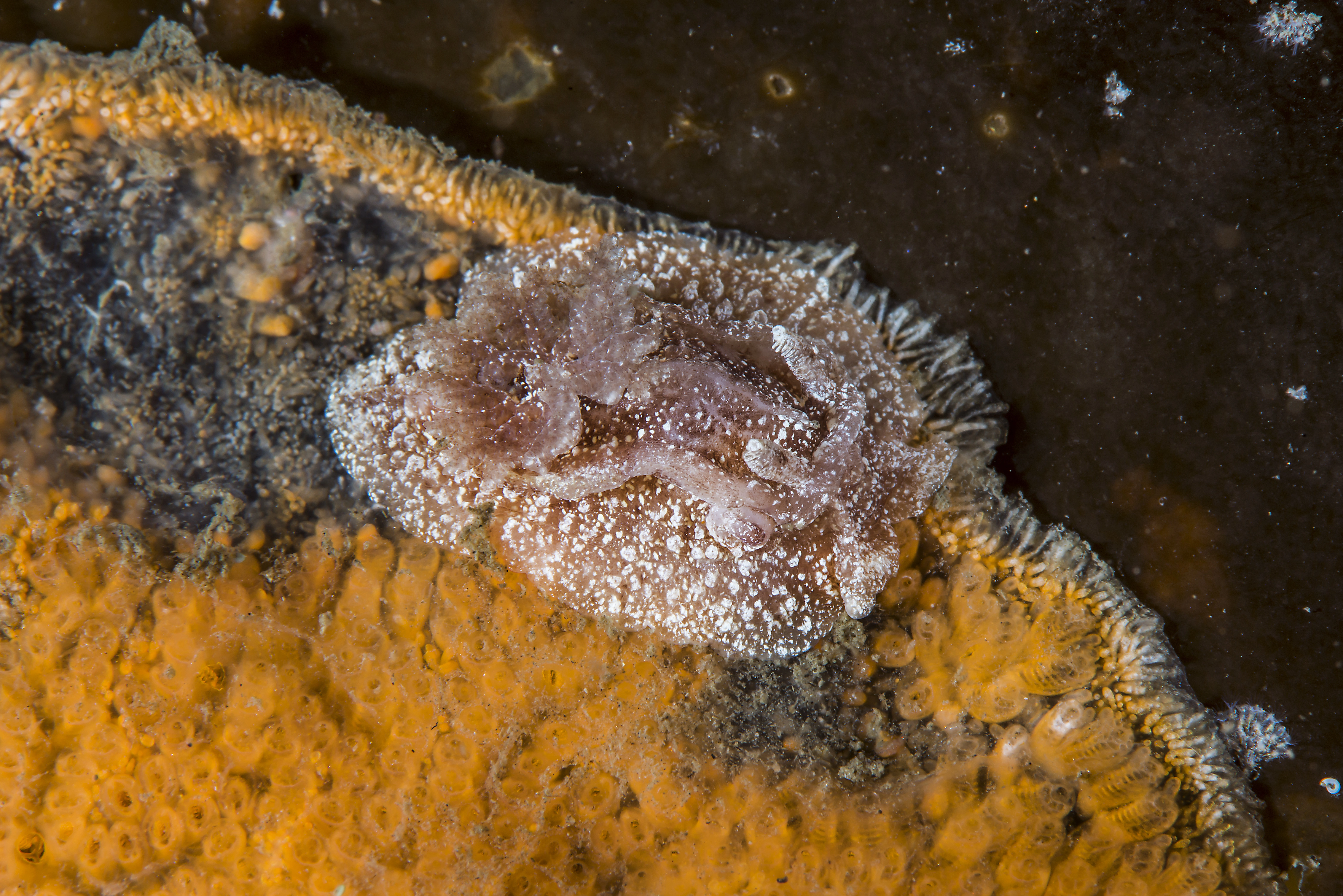 Snegler: Goniodoris castanea.