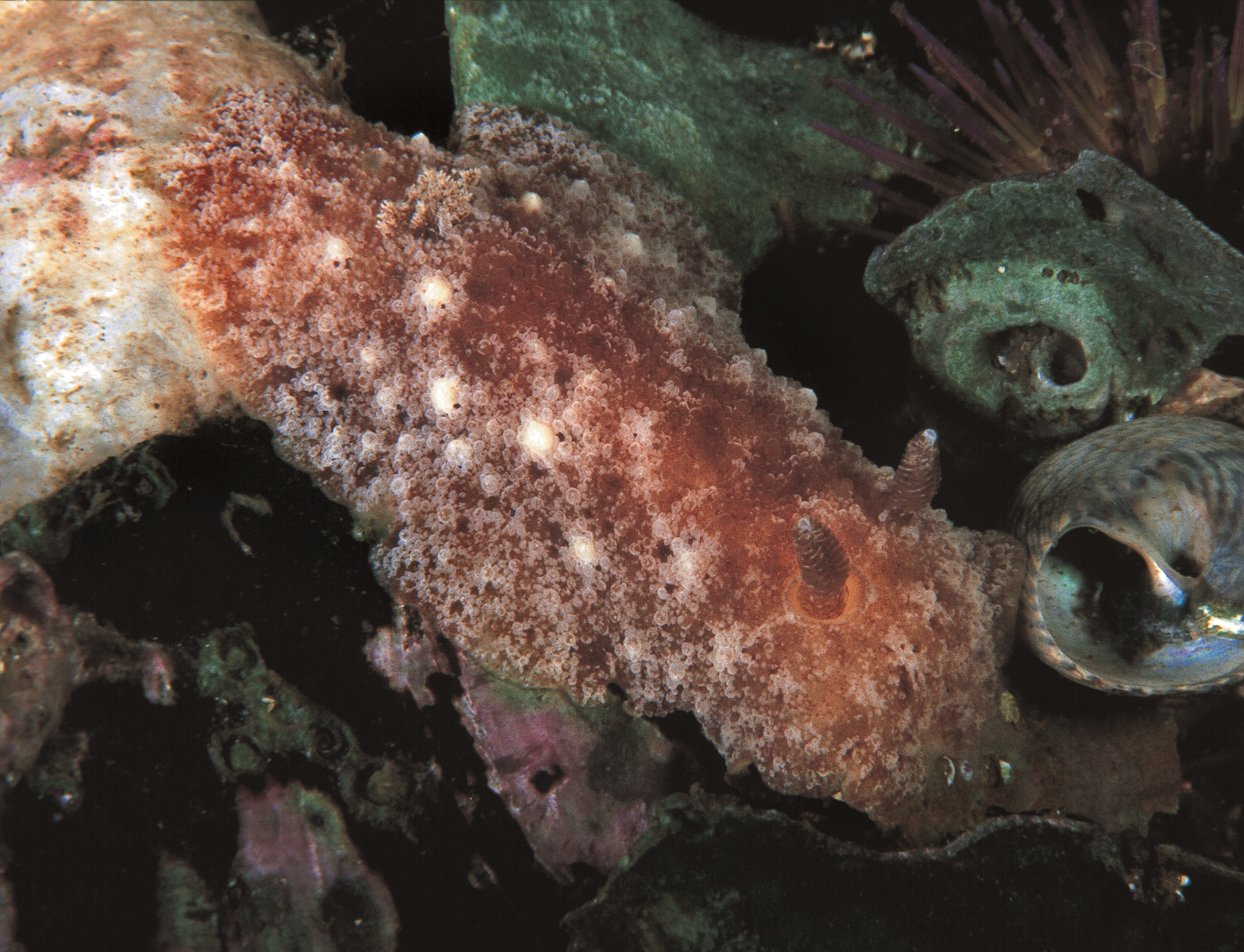 Snegler: Geitodoris planata.