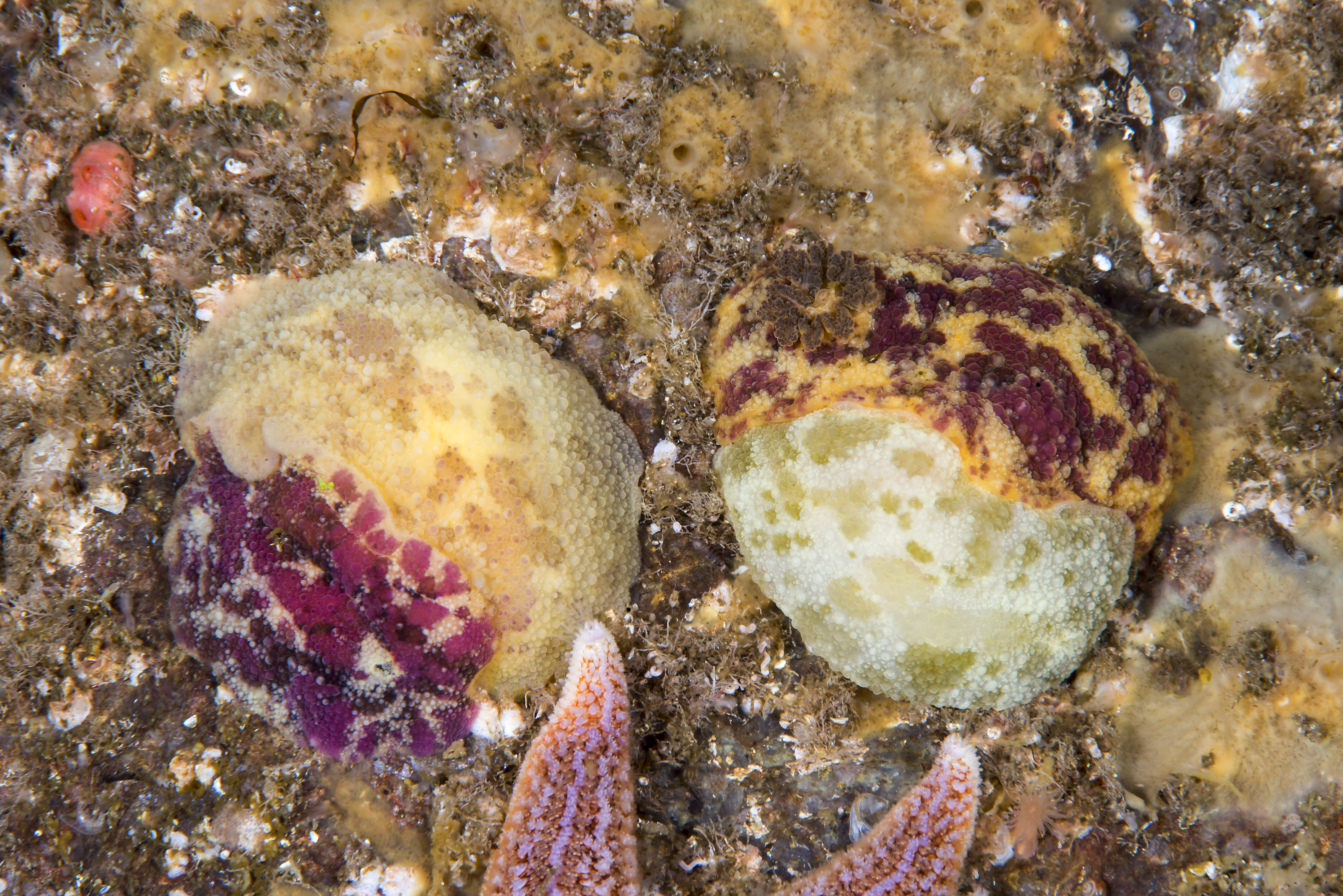 Snegler: Doris pseudoargus.