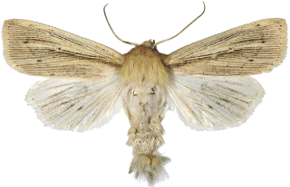 rørgressfly