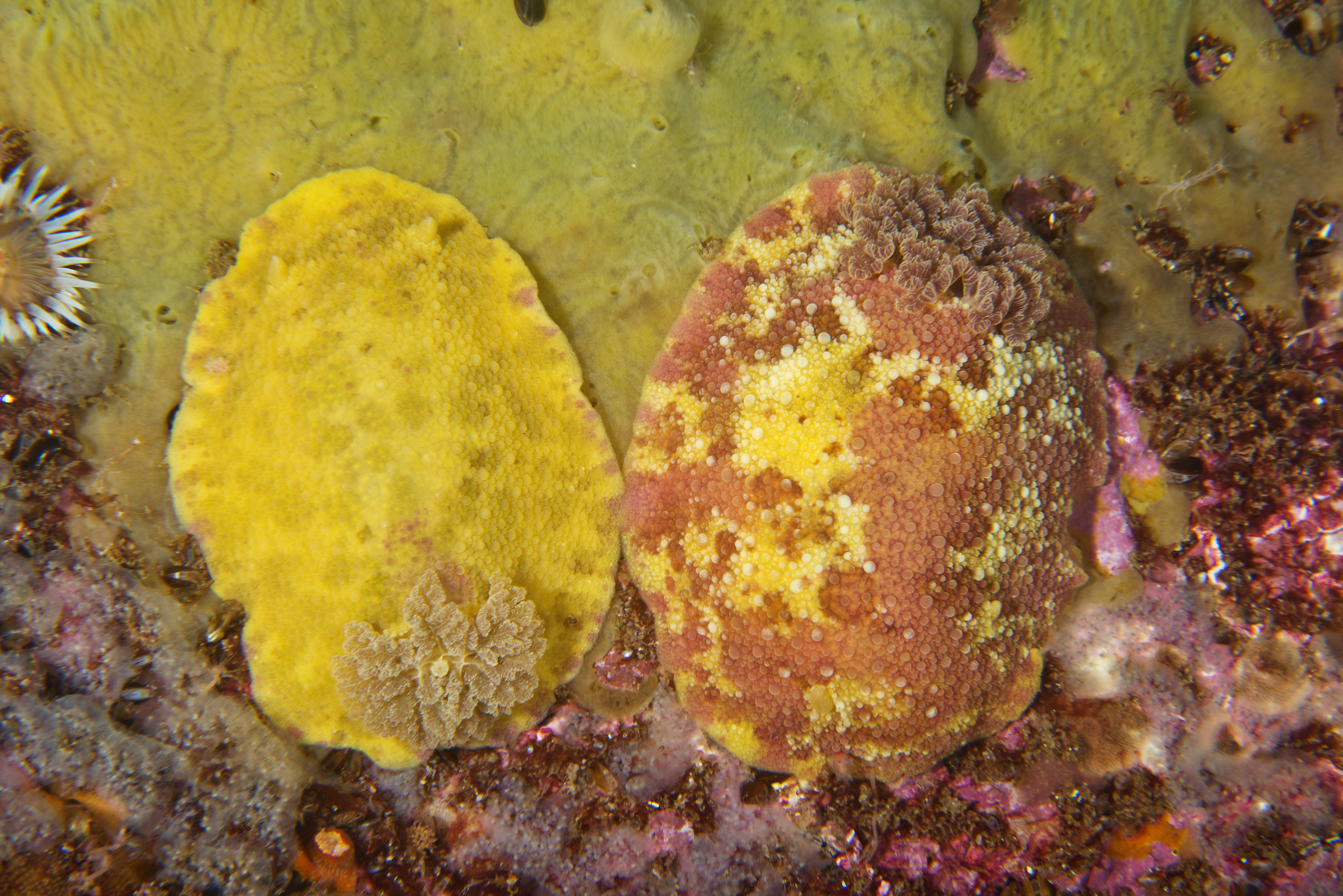 Snegler: Doris pseudoargus.