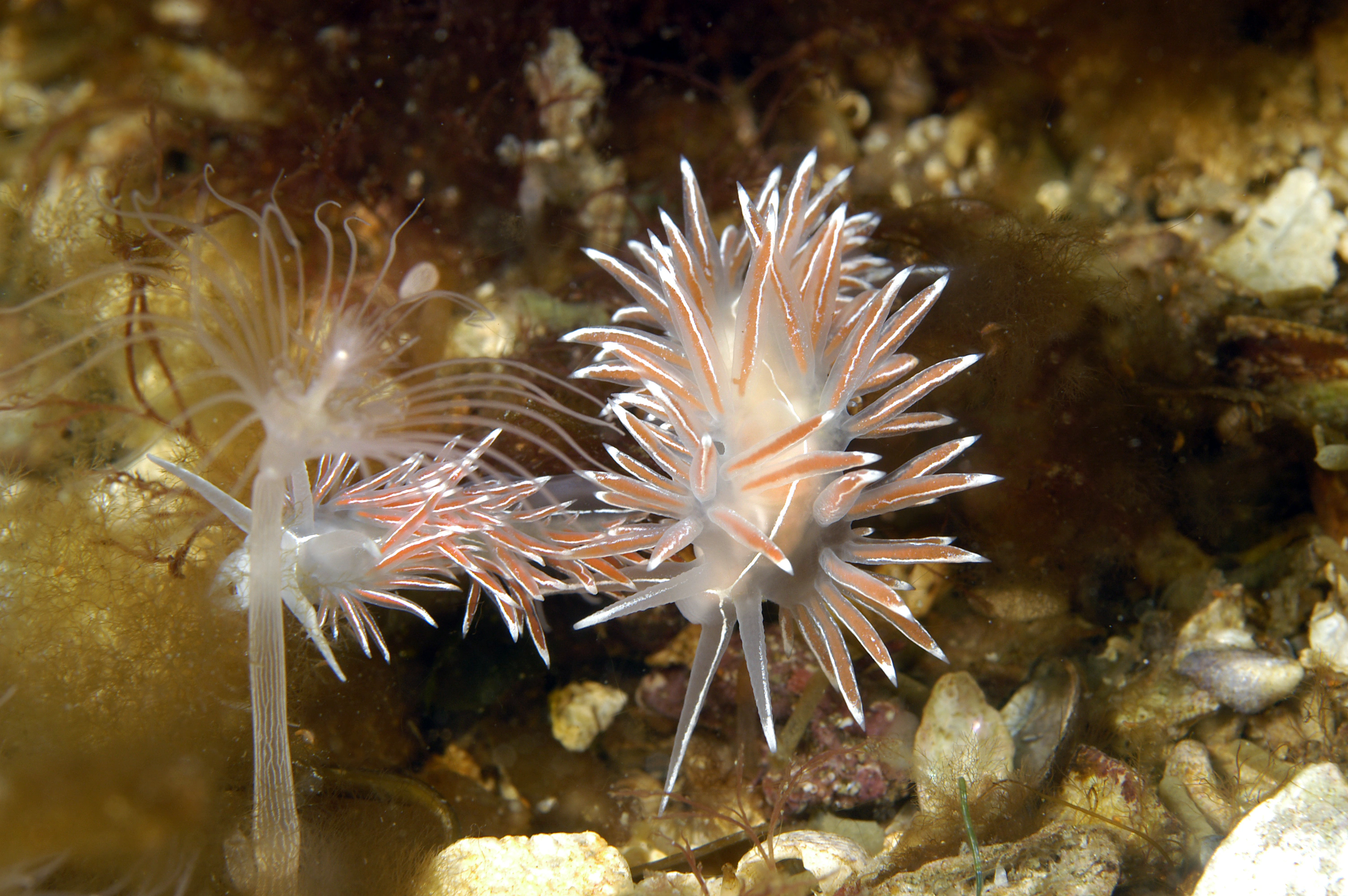 Snegler: Coryphella lineata.